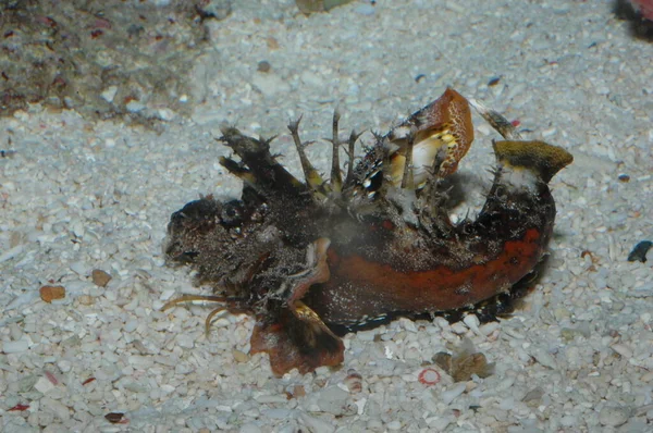스팅거 Inimical Didactylus Closeup Bottom Sea — 스톡 사진