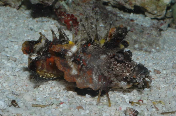 恶魔毒蛇在海底的致命的乳突特写镜头 — 图库照片