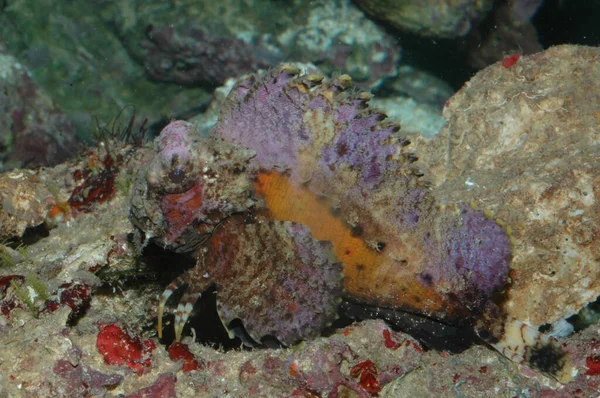 Giftige Kreaturen Roten Meer Scorpaena Mystes Pazific — Stockfoto