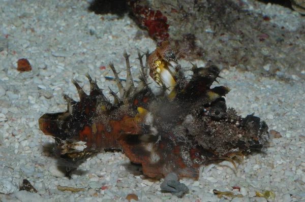 恶魔毒蛇在海底的致命的乳突特写镜头 — 图库照片