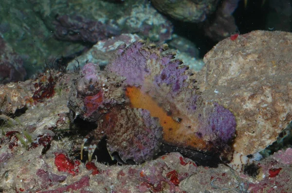Berbisa Makhluk Laut Merah Scorpaena Mystes Pasifik — Stok Foto