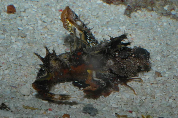 İblis İğnesi İIk didactylus denizin dibine yaklaşıyor.