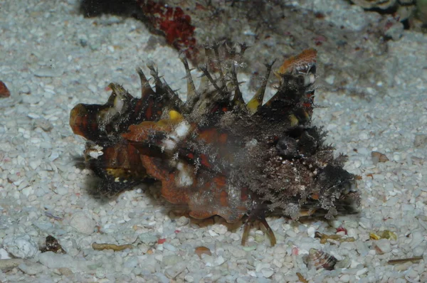 Iblis Stinger Inimical Didactylus Closeup Dasar Laut — Stok Foto
