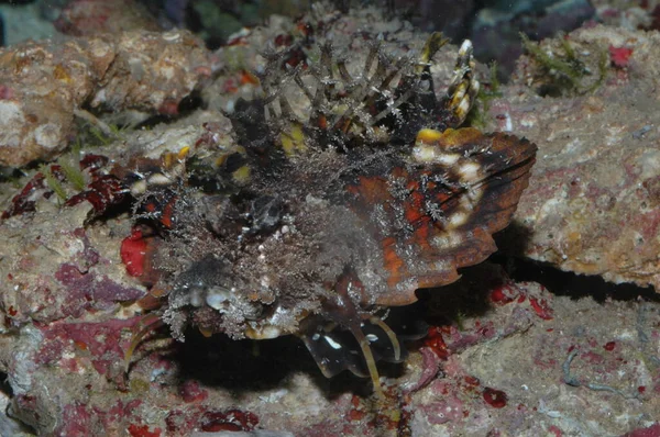 Demon Stinger Inimical Didactylus Close Seup Bottom Sea — стоковое фото