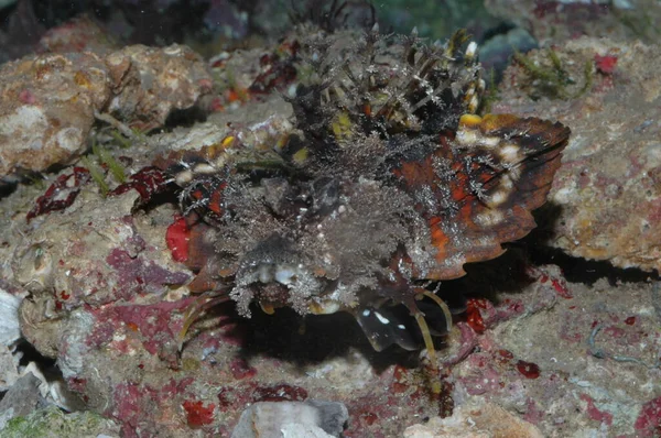Demon Stinger Inimical Didactylus Closeup Bottom Sea — Stock Photo, Image