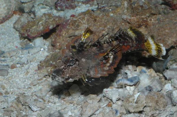 Demon Stinger Inimical Didactylus Zbliżenie Dnie Morza — Zdjęcie stockowe