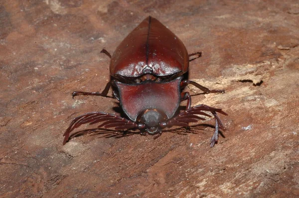 按一下泰国的甲壳虫特写 — 图库照片
