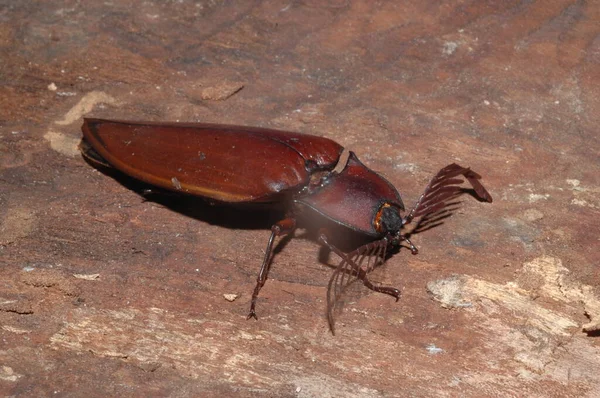 Click Beetles Close Uit Thailand — Stockfoto