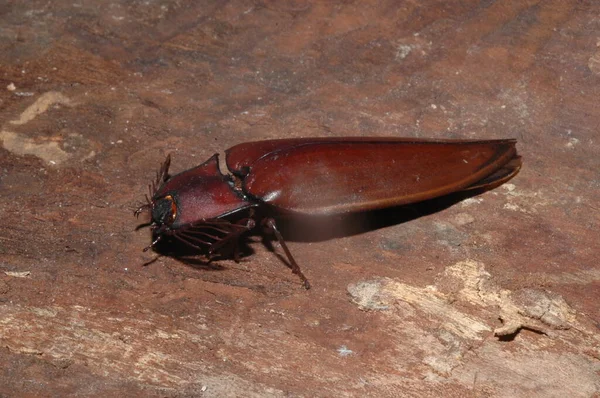 Click Beetles Closeup Thailand — Stock Photo, Image