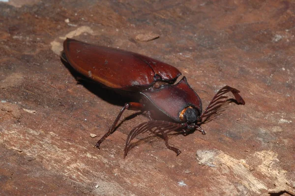 Kattintson Beetles Közelkép Thaiföldről — Stock Fotó