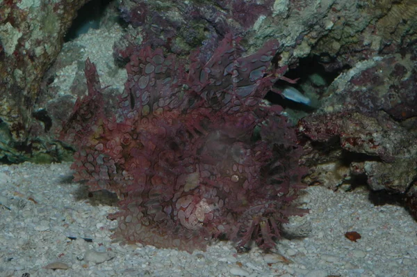 Yabani akrep balığı Rhinopias frondosa Gölün dibinde yakın plan