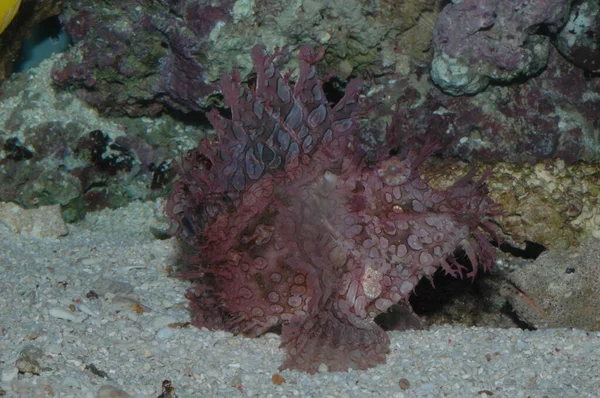 Weedy Scorpionfish Rhinopias Frondosa Primer Plano Fondo Del Mar — Foto de Stock