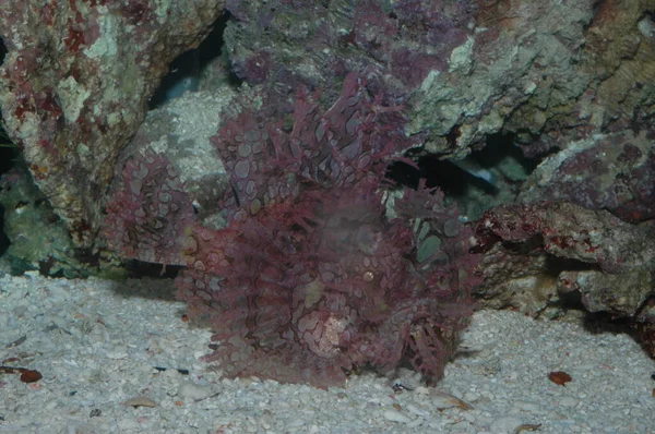 Weedy Scorpionfish Rhinopias Frondosa Closeup Bottom Sea — Φωτογραφία Αρχείου