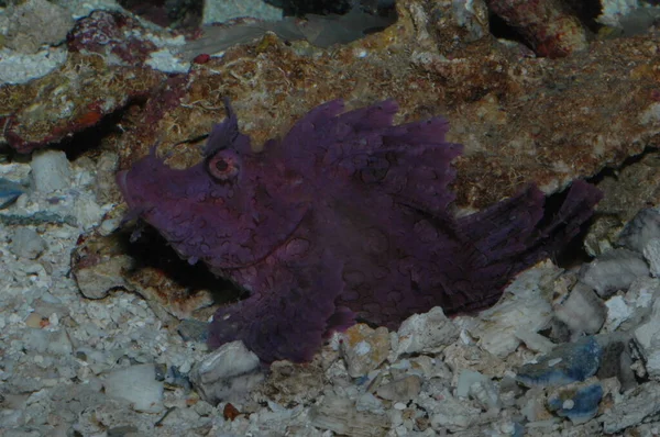 Rhinopia Ungu Eschameyeri Weedy Scorpionfish Closep Bottom Sea — Stok Foto