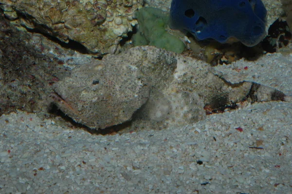 Scorpaenopsis Diabolisk Stonefish Även Känd Som Synanceia Verrucosa — Stockfoto