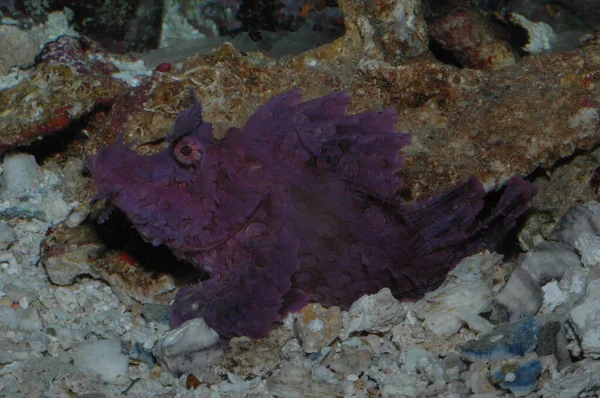 보라색 코뿔소 Eschameyeri Weedy Scorangufish Closep Bottom Sea — 스톡 사진