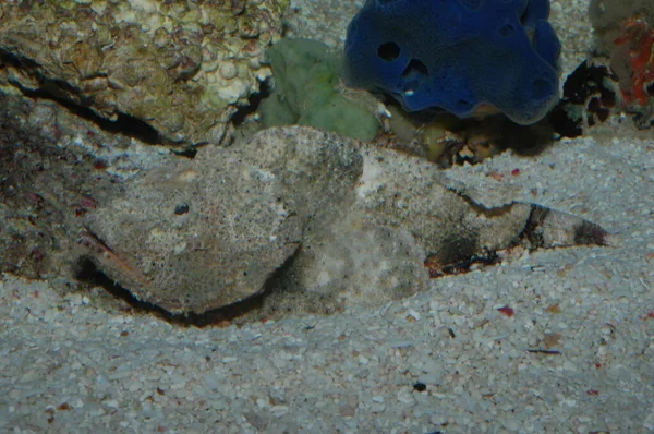 Scorpaenopsis Stonefish Diabólico Também Conhecido Como Synanceia Verrucosa — Fotografia de Stock