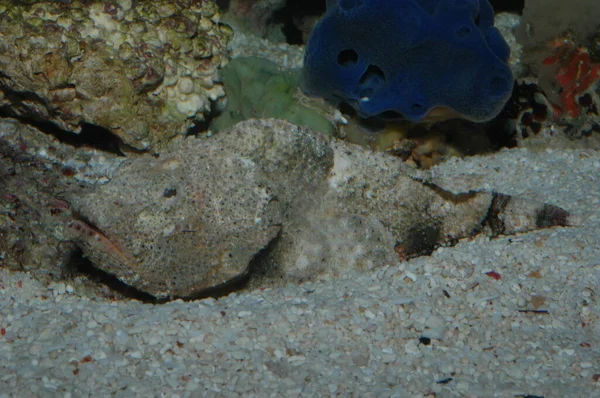Scorpaenopsis Diabolic Stonefish Also Known Synanceia Verrucosa — Stock Photo, Image