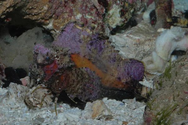 Kızıl Deniz 'deki zehirli yaratıklar. Scorpaena Pasifik' i ele geçirdi.