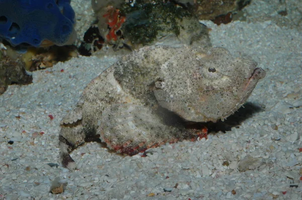 Scorpaenopsis Diabolic Stonefish Znany Również Jako Synanceia Verrucosa — Zdjęcie stockowe