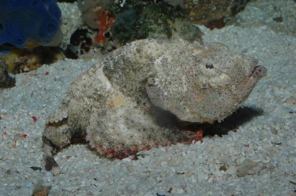 Scorpaenopsis şeytani taş balığı. Synanceia verrucosa olarak da bilinir. 