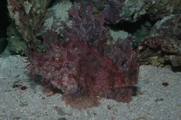 Weedy Scorpionfish Rhinopias Frondosa Primer Plano Fondo Del Estanque —  Fotos de Stock