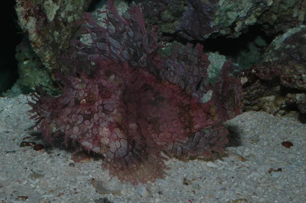 Weedy Scorpionfish Rhinopias Frondosa Primer Plano Fondo Del Estanque —  Fotos de Stock