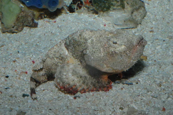 Scorpaenopsis Diabolic Stonefish Επίσης Γνωστή Synanceia Verroucosa — Φωτογραφία Αρχείου