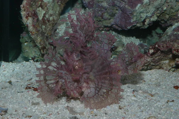 Yabani akrep balığı Rhinopias frondosa Gölün dibinde yakın plan