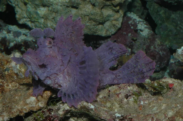 Fioletowe Nosorożce Eschameyeri Chwasty Skorpion Closep Dnie Morza — Zdjęcie stockowe