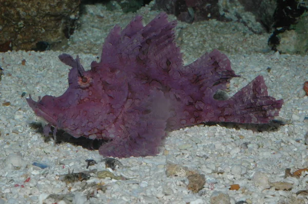 紫色的犀牛 艾莎梅耶里 毒辣的蝎鱼近在咫尺的海底 — 图库照片