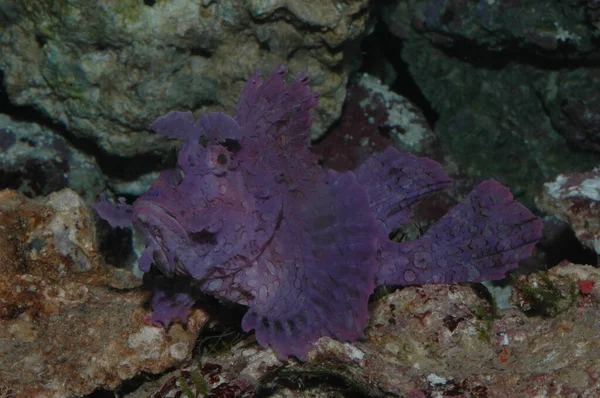 海の底に近い紫色のサイEschameyeri雑草のサソリ科の魚 — ストック写真
