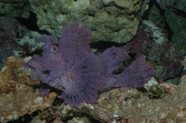 Mor gergedan eschameyeri yabani akrep balığı denizin dibinde kapanıyor.