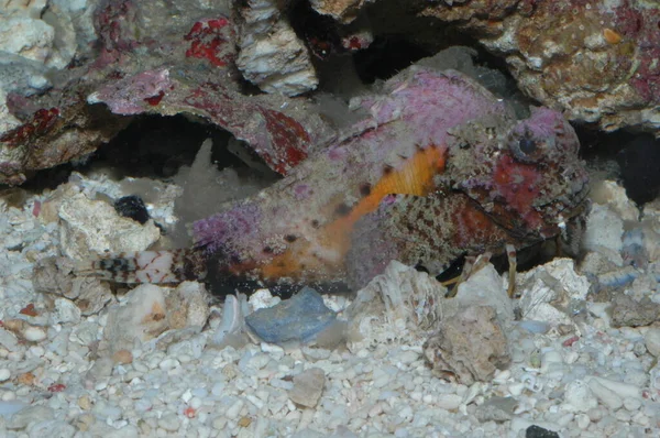 紅海の毒生生物 スコーパエナ島の謎太平洋 — ストック写真