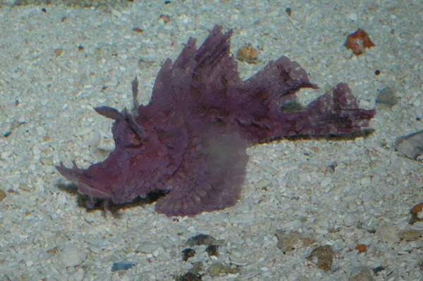 Rhinopia Merah Eschameyeri Weedy Scorpionfish Closep Bottom Sea — Stok Foto