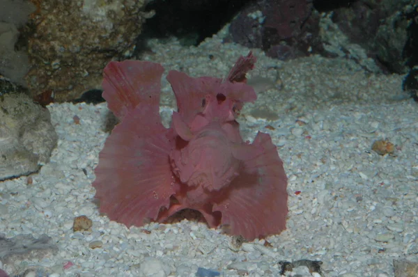 Kırmızı gergedan eschameyeri yabani akrep balığı denizin dibinde kapanıyor.