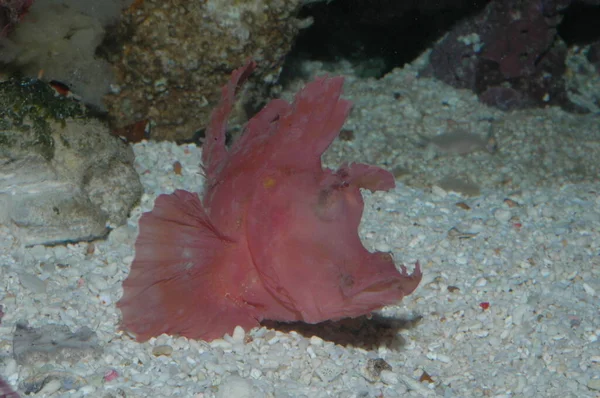 Czerwone Nosorożce Eschameyeri Chwasty Skorpion Closep Dnie Morza — Zdjęcie stockowe