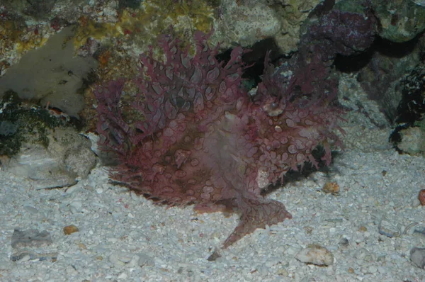 Weedy Scorpionfish Rhinopias Frondosa Closeup Bottom Pond — Φωτογραφία Αρχείου