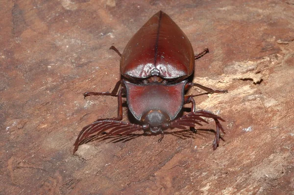 Κάντε Κλικ Beetles Closeup Από Την Ταϊλάνδη Φωτογραφία Αρχείου