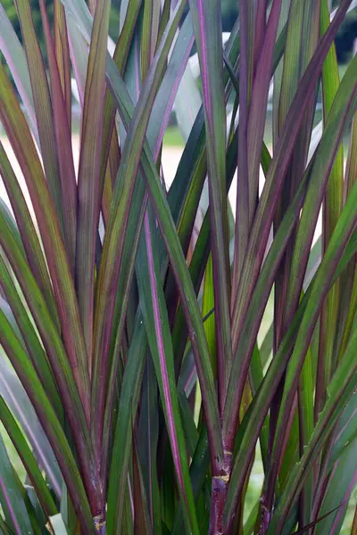 Close Giant Napier King Grass Perennial Tropical Grass Native African — Stock Photo, Image