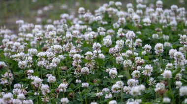 Idyllic beyaz yonca tarlası tamamen çiçek açmış, yemyeşil yapraklar ve zarif beyaz çiçekler şans ve yenilenmeyi simgeliyor. Çevre dostu peyzaj, tozlayıcı yaşam alanları ve sakin arka planlar için ideal..
