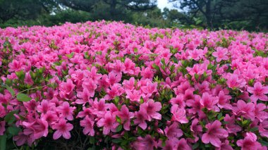 Stunning pink Azalea blossoms in full bloom, showcasing vibrant colors and fresh garden beauty, perfect for spring inspiration, floral designs, nature, and vibrant outdoor landscapes. clipart