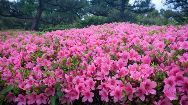 Stunning pink Azalea blossoms in full bloom, showcasing vibrant colors and fresh garden beauty, perfect for spring inspiration, floral designs, nature, and vibrant outdoor landscapes. clipart