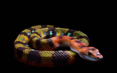 Siyah arka planda parlak bir yılan