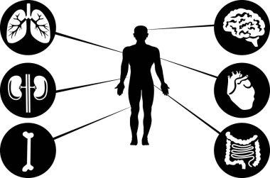  İlaç, sağlık hizmetleri. Bir insanın iç organları. Siluet