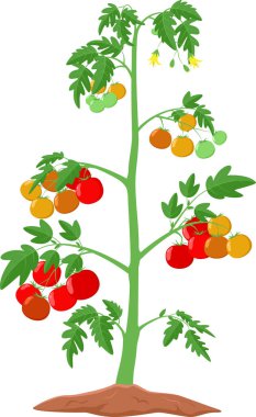 Beyaz arkaplanda izole edilmiş Karikatür domates bitkisinin vektör çizimi