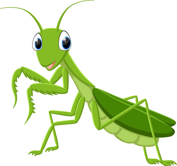 Vector Illustration of Cartoon green mantis isolated on white