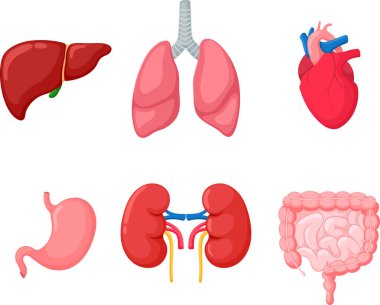 İnsan iç organlarının vektör çizimi, beyaz üzerine izole edilmiş.