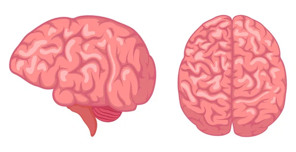 Vektor Illustration Des Menschlichen Gehirns Anatomie Der Inneren Organe Isoliert — Stockvektor