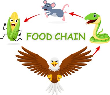 Beyaz arka planda karikatür hayvan besin zinciri diyagramı, mısır, fare, yılan ve kartalın vektör çizimi
